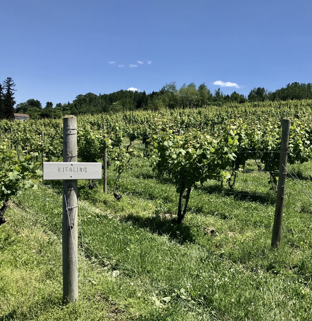 FingerLakes Riesling Vineyard