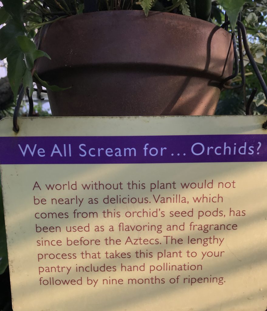 An explanation of where vanilla beans originated from. The plaque is from Phipps Conservatory, the Orchid Room, in Pittsburgh, PA
