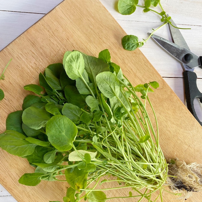 A cutting board with a bunch of watercress with the roots still attached.