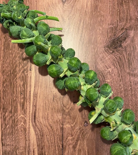 A stalk of fresh brussel sprouts on a wood table