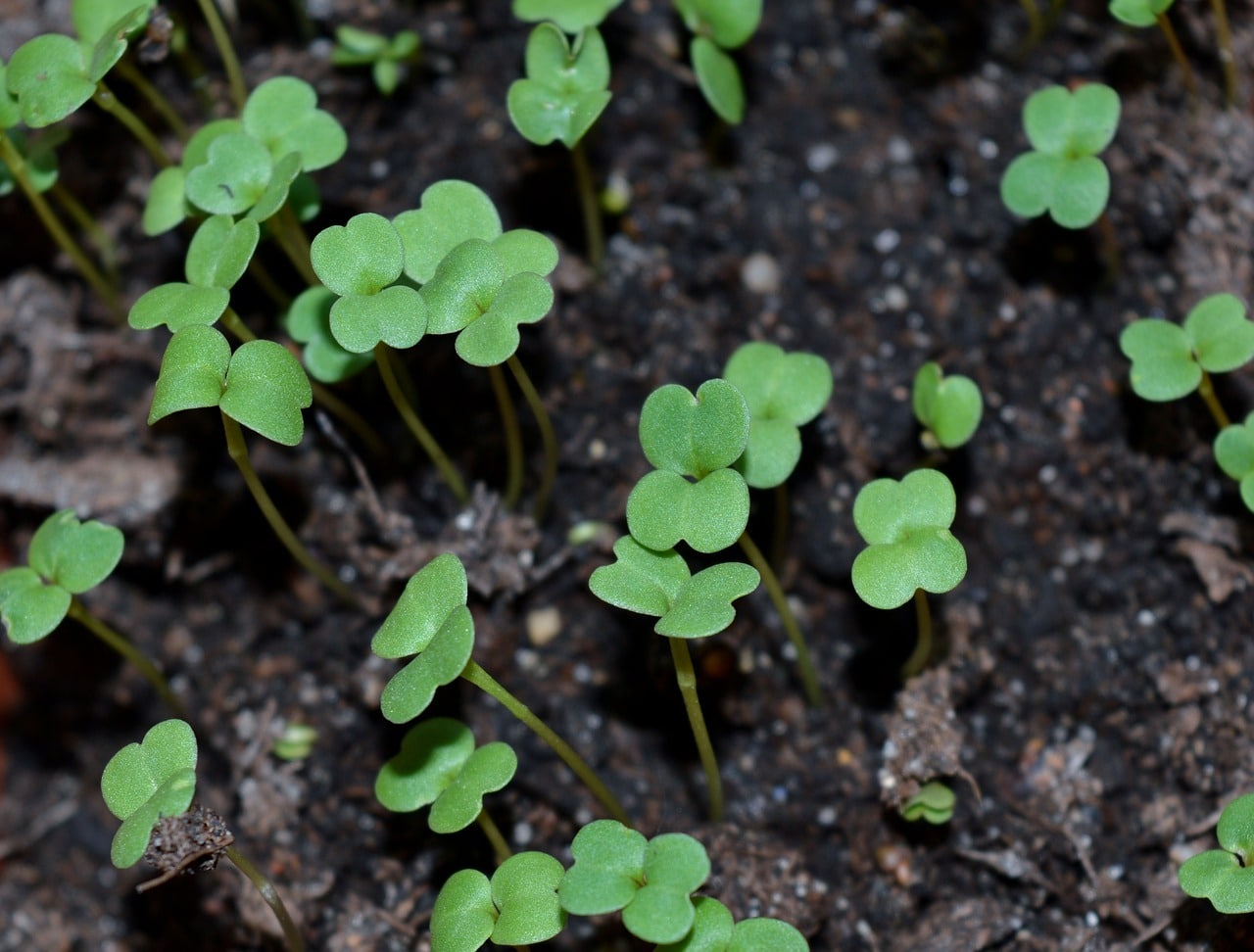 Soil with baby microgreens starting to grow.