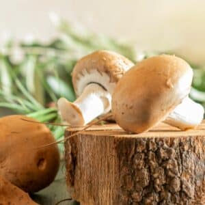 A block of wood from a tree with cremini mushrooms on top and fresh rosemary in the background