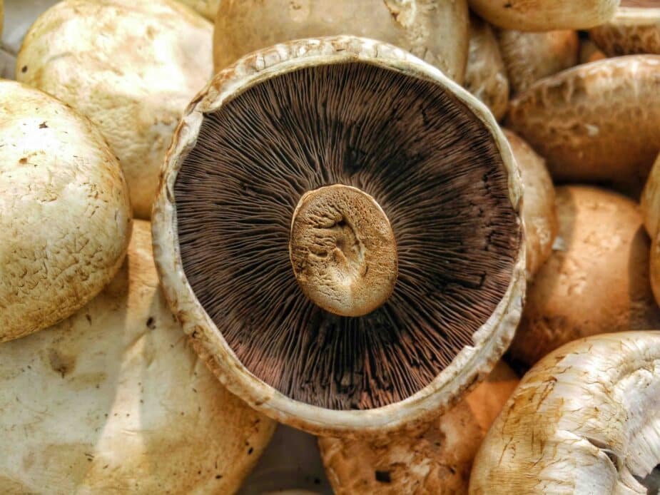 Portobello mushrooms upside down showing gills and stem on a pile of mushrooms
