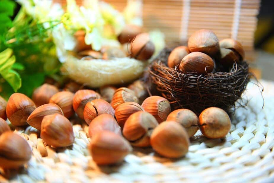 Hazelnuts, or filberts, in their shell on a white rattan mat. Two small birds nests are in the background that are filled with hazelnuts and green leaves are in the background. 