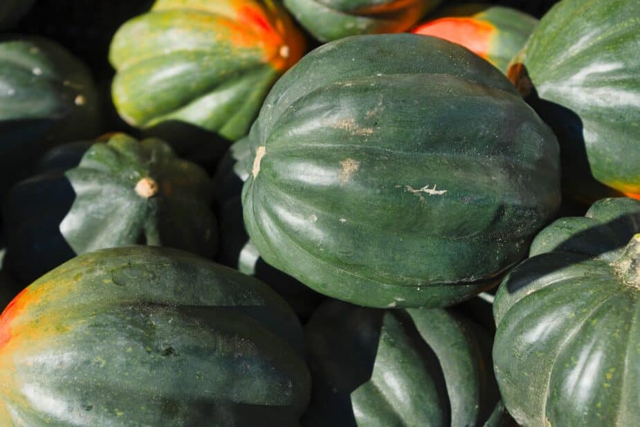 A pile of green and orange acorn squash.