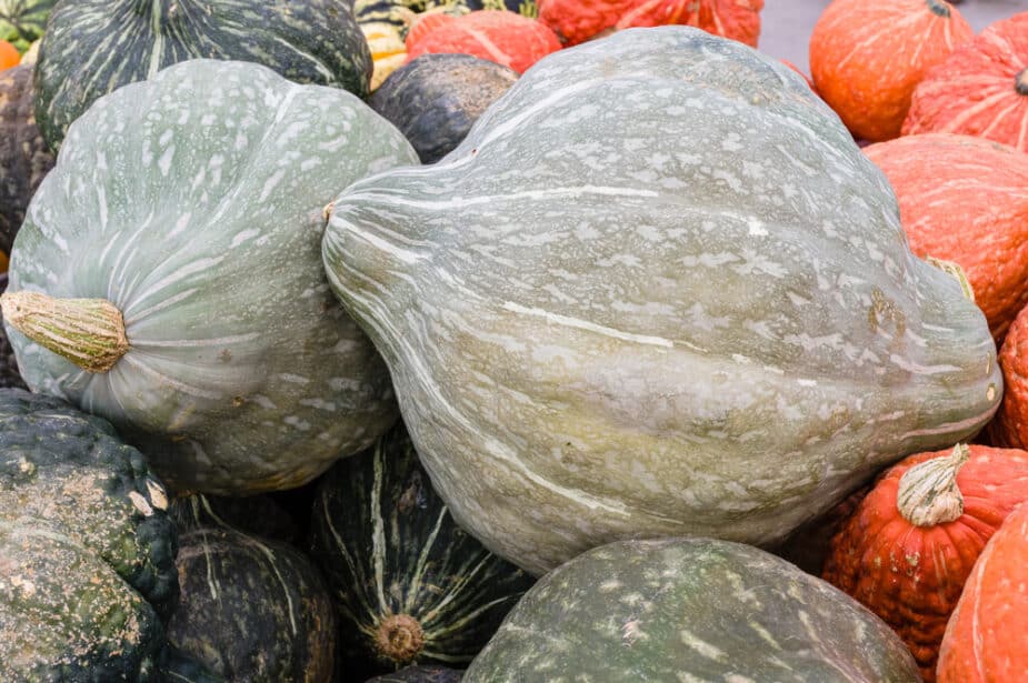 Blue-Grey and Orange Hubbard Squash in a pile.