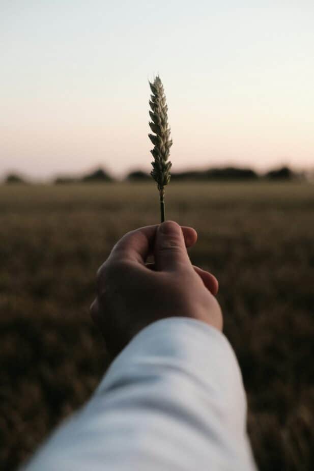 A hand holding a stalk of grain with a field of grains in the background