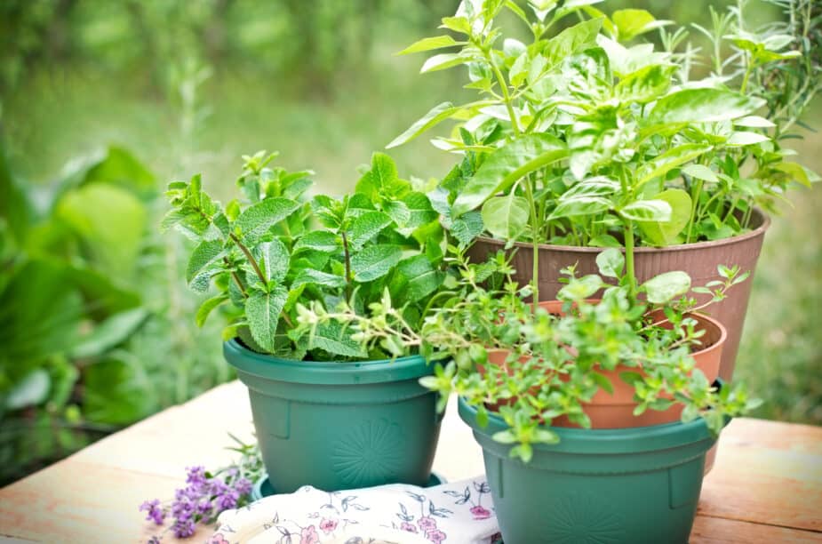 Fresh herbs in garden pots on a wood picnic take in a garden.